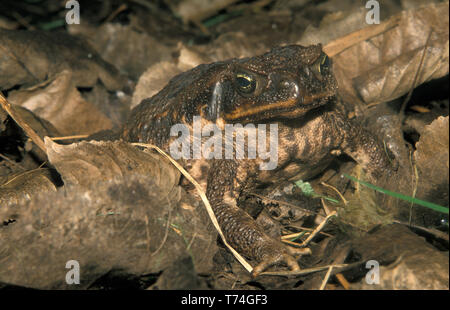 CANNA DA ZUCCHERO (RHINELLA MARINA SYN BUFO MARINUS) AUSTRALIA. CONOSCIUTO ANCHE COME TOAD DOMENICANO O TOAD GIGANTE NEOTROPICO. Foto Stock