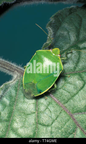 INSETTO AUSTRALIANO VERDE SCUDACCHIO ADULTO (PLAUTIA AFFINIS), CONOSCIUTO ANCHE COME SCUDACCIO SU FOGLIA DI PIANTA VIOLETTA AFRICANA (SAINTPAULIA). AUSTRALIA. Foto Stock