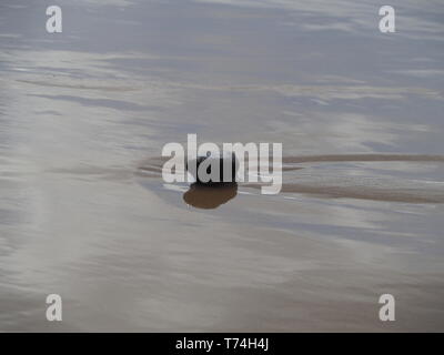 Una pietra solitaria su una spiaggia di sabbia in Australia Foto Stock