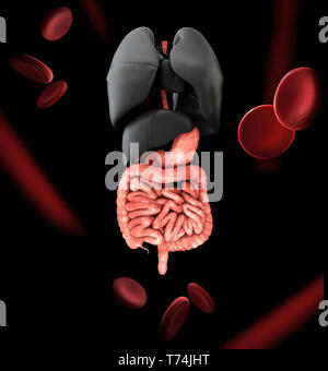 Apparato digestivo umano con i polmoni. Il rendering 3d. Foto Stock