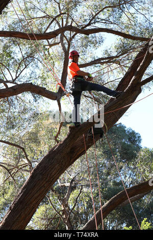 A Canberra, Australia. Il 4 maggio, 2019. Un concorrente prende parte in una struttura ad albero annuale evento climbing presso l'Australian National Botanic Gardens a Canberra, Australia, 4 maggio 2019. Credito: Chu Chen/Xinhua/Alamy Live News Foto Stock