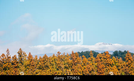 Snowy Hallasan mountain e autunno acero in Jeju Island, Corea Foto Stock