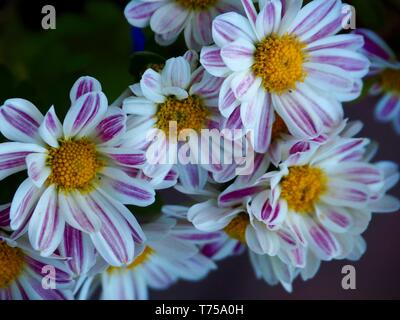 Fiore di Daisy, Bianco e rosa Stripy fiori viola con centri gialli in piena fioritura nel giardino, Australia Foto Stock
