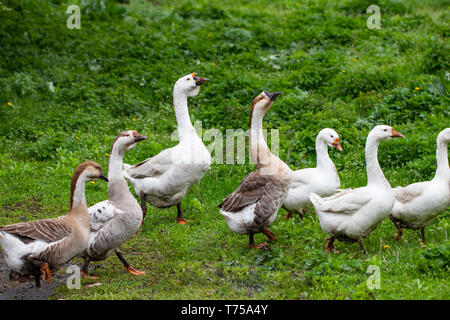 Oche nell'erba. Uccelli Domestici. Stormo di oche. Oche bianco. Foto Stock