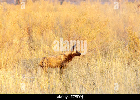 Africana unica cane selvatico (Lycaon pictus) in piedi in erba lunga, Nxabega concessione, Okavango Delta, il Kalahari, nel nord del Botswana, Sud Africa Foto Stock