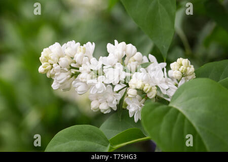 Syringa vulgaris 'Madame Lemoine' Fiori. Foto Stock