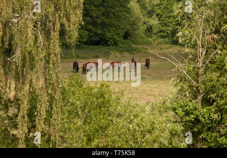 Prato con cavalli (Pentowo, Polonia) Foto Stock