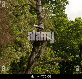 Unione stork village (Pentowo, Polonia) Foto Stock