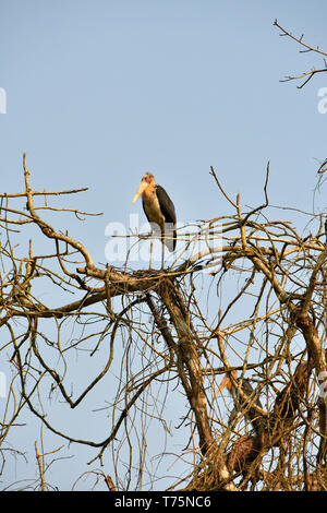 Minore, Sunda-Marabu, Marabout chevelu, Leptoptilos javanicus, Parco Nazionale di Chitwan, Nepal, patrimonio dell'umanità dell'UNESCO Foto Stock