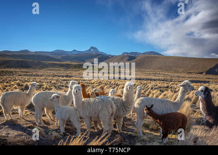 Allevamento di alpaca curioso in Bolivia Foto Stock