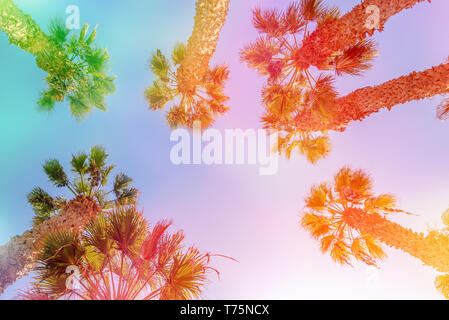 Guardando il palme, luce colorata Foto Stock