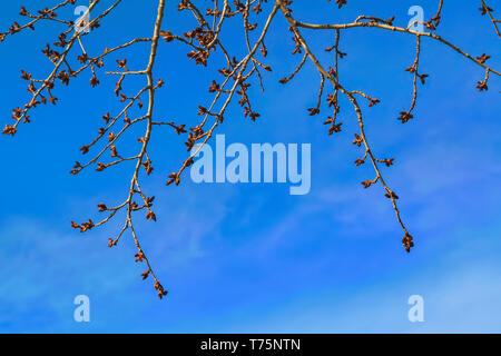 Un ramo di pioppo con boccioli di fiore.rami di pioppo con boccioli gonfi contro la molla blu cielo. Foto Stock