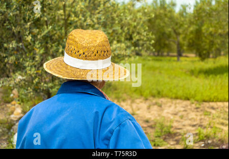 Vista posteriore di anziano contadino guardando i campi di raccolto e ulivi sulla giornata di sole. Uomo con abiti da lavoro e il cappello di paglia che guarda lontano in uno spazio naturale. Foto Stock