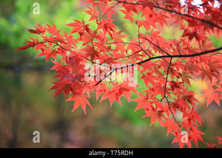 I cinesi visita turistica di hong kong West Kowloon Station. è la stazione di Guangzhou-Shenzhen-Hong Kong Express Rail Link (Hong Kong sezione) Foto Stock