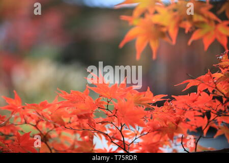 I cinesi visita turistica di hong kong West Kowloon Station. è la stazione di Guangzhou-Shenzhen-Hong Kong Express Rail Link (Hong Kong sezione) Foto Stock