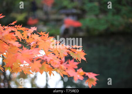 I cinesi visita turistica di hong kong West Kowloon Station. è la stazione di Guangzhou-Shenzhen-Hong Kong Express Rail Link (Hong Kong sezione) Foto Stock