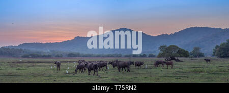 Una scena del tramonto su una valle con una montagna e alcuni bufali. Foto Stock