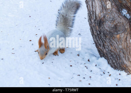 Carino scoiattolo rosso mangia un dado in scena invernale con un bel sfondo sfocato. Foto Stock