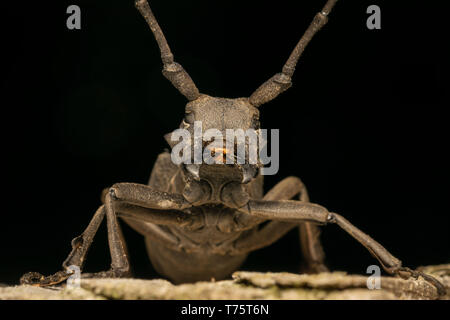 Morimus funereus femmina Foto Stock