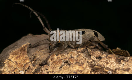 Morimus funereus femmina Foto Stock