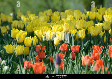 Giallo e rosso tulipani e gemme crescente sul prato Foto Stock