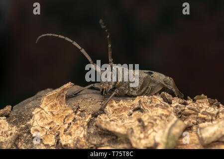 Morimus funereus femmina Foto Stock