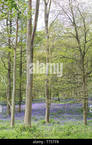 Antichi boschi Bluebell Foto Stock