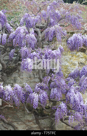 Il Glicine di arrampicata su un cottage nella campagna inglese Foto Stock