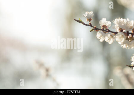 A fioritura primaverile del giardino di alberi. Fiori che sbocciano su rametti di albicocche. Bianco sfondo sfocato con spazio vuoto. Foto Stock