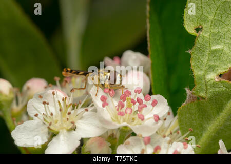 Hoverfly lungo (lat. Sphaerophoria scripta) maschio Foto Stock