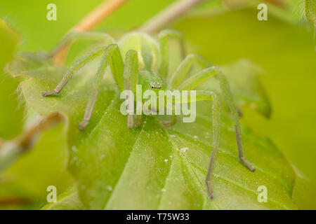 La fauna selvatica foto macro di verde huntsman spider, Micrommata virescens Foto Stock