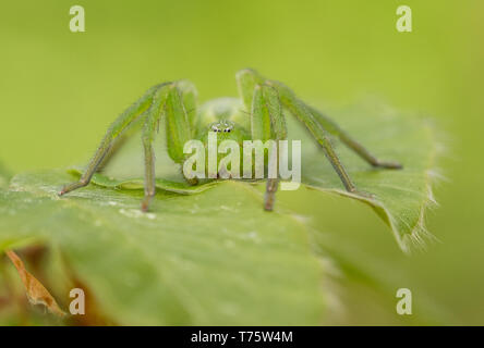 La fauna selvatica foto macro di verde huntsman spider, Micrommata virescens Foto Stock