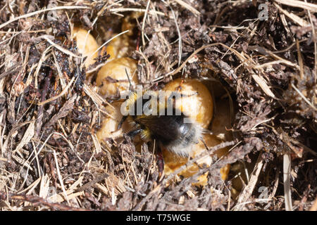 Piccolo giardino bumblebee nest (Bombus hortorum) con pettine, honeycomb, cellule visibile tra figliata di foglia, Surrey, Regno Unito Foto Stock