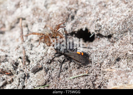 Black spider nastrati wasp (Anoplius viaticus) provisioning il suo nido scavano nella sabbia con un paralitico spider, Surrey brughiera, UK. Il comportamento degli insetti. Foto Stock