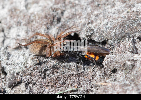 Black spider nastrati wasp (Anoplius viaticus) provisioning il suo nido scavano nella sabbia con un paralitico spider, Surrey brughiera, UK. Il comportamento degli insetti. Foto Stock