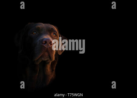Volto ritratto di marrone cioccolato labrador retriever cane isolato su sfondo nero. Dog Face close up. Giovani carino marrone adorabile labrador retriever. Foto Stock