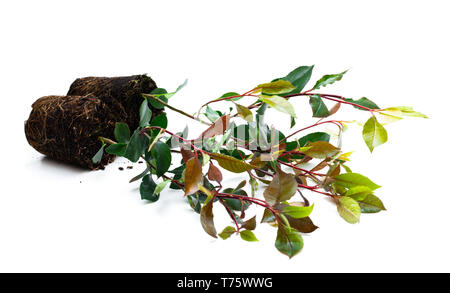 Photinia piante con radici isolato su bianco. Pronto per la semina. Foto Stock