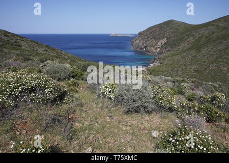 Capo Grosso e garrigue con l'isola de Giraglia al di là di Corsica Francia Foto Stock