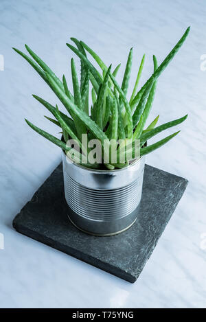 Moderno verde aloe vera medicina succulenti impianto utilizzato per la cura della pelle naturale in un semplice riciclo lattina vaso alternativo su pietra Foto Stock