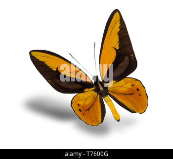 Butterfly Ornithoptera creso lydius isolato su uno sfondo bianco. Foto Stock