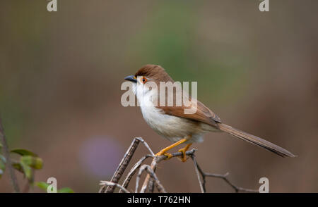 Giallo Eyed Babbler appollaiato Foto Stock