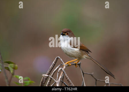 Giallo Eyed Babbler (Chrysomma Sinense) Foto Stock