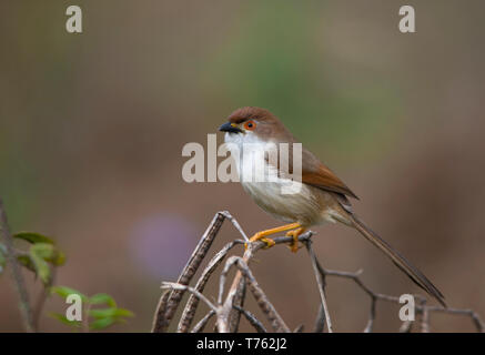 Giallo Eyed Babbler (Chrysomma Sinense) Foto Stock