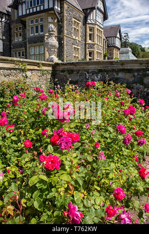 Le rose di fronte Bodnant Hall a Bodnant Giardini in Galles, Regno Unito Foto Stock