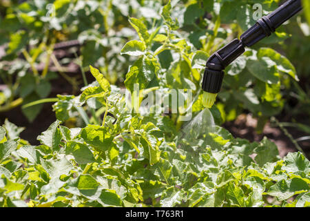 La spruzzatura di bussole di pomodoro. La protezione di piante di pomodoro da malattia fungina o parassiti con spruzzatore a pressione nel giardino. Foto Stock