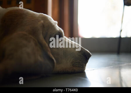 Basset Hound dog pacificamente dormire su un pavimento di piastrelle Foto Stock