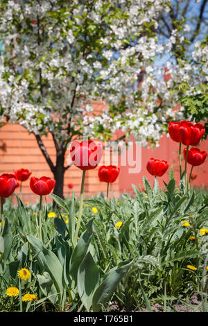 Tulipani rossi in un giardino con prato verde e con albero ciliegio, recinzione in mattoni sullo sfondo. Profondità di campo. Messa a fuoco selettiva sul flusso Foto Stock