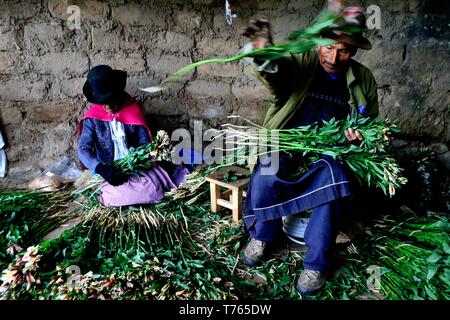 Harvest Astromelias gigli - comunità contadina in Humacchuco - Parco Nazionale HUASCARA. Dipartimento di Ancash.PERÙ Foto Stock