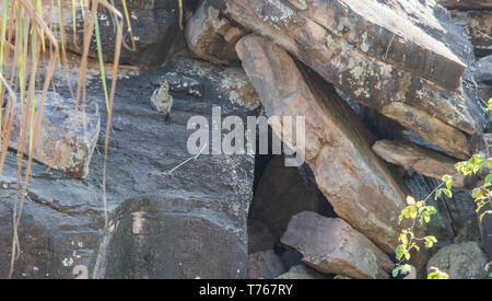 Rock wallaby su una roccia ​natural formazione presso il Parco Nazionale Kakadu nel Territorio Settentrionale dell'Australia Foto Stock