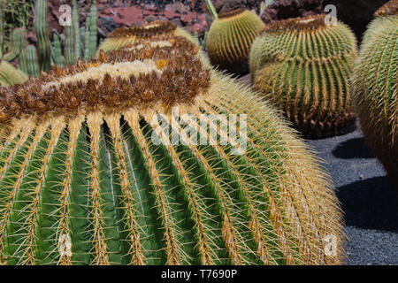 Close up su cactus chiamato in latino Echinocactus grusonii in una giornata di sole Foto Stock